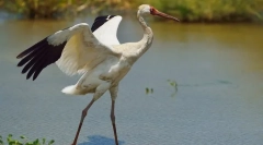 Bijela dizalica